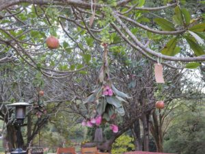 wish tree